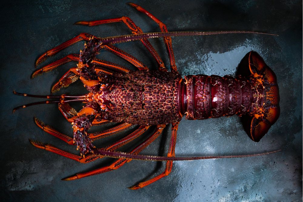 Southern rock lobster